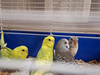 Andulky vlnkovane - 4