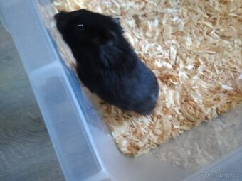 Křeček syrský/zlatý - 4