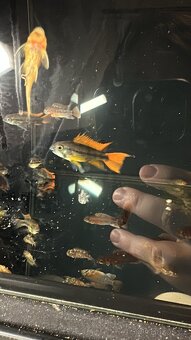 apistogramma viejita - 4