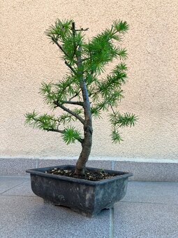 Bonsai, Bonsaj, modřín opadavý - 4