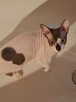 Don Sphynx - 4