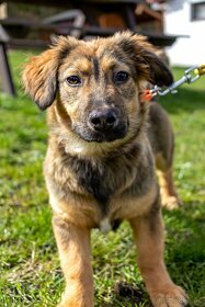 GIDELON -pes, štěně 4 měsíce, většího vzrůstu - 4