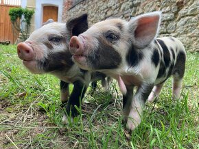 V REZERVACI_SELATA KUNE KUNE (SVIŇKY DO CHOVU ČI PRO RADOST) - 4