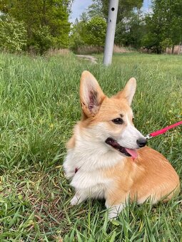 corgi pembrok sPP - 4