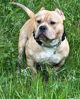 AMERICAN BULLY POCKET KRYTÍ - 4