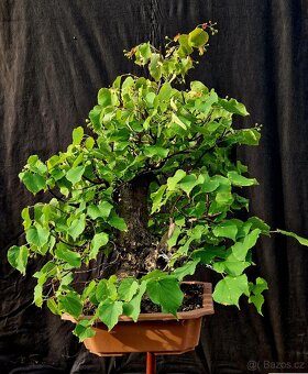 Bonsai, Bonsaj - Lipa srdcita Top - 4