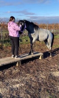 Welsh Part-Bred hřebeček - 4