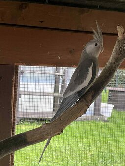 Prodám korely- omezení chovu - 4