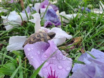 Suchozemské želvy + terária - 4