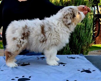 Australský ovčák s PP - 4