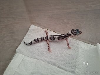 Gekončík noční (Eublempharis macularius) - 4