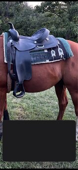 Wintec syntetika - 4