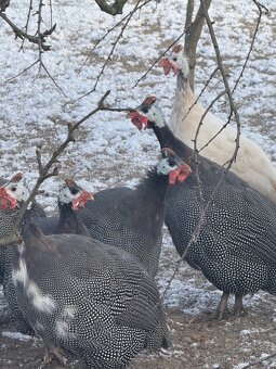 🐦✨ Africké princezny na prodej - 4