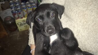 Kříženec štěňátko - 4