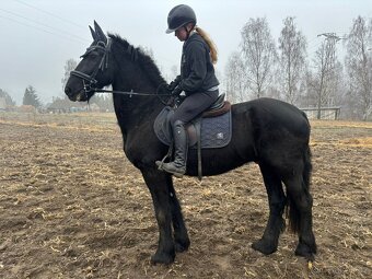 Fríský valach, 17 let - 4