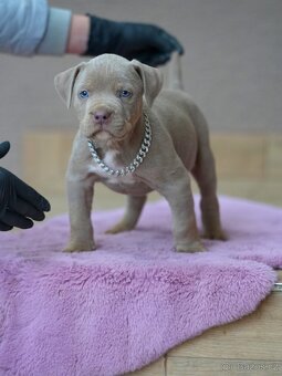 American Bully XL / XXL - 4