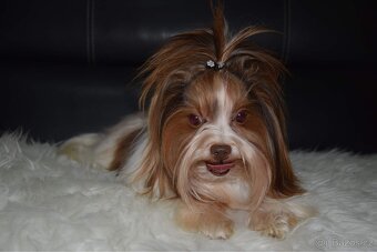 Biro yorkshire teriér ke krytí - 4