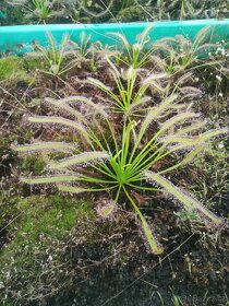 Masožravky Dionaea muscipula a jiné - 4