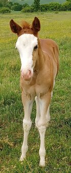 Klisnička Quarter Horse - 4