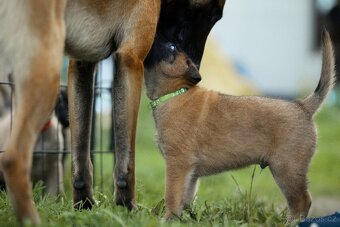 Belgický ovčák malinois s PP - 4