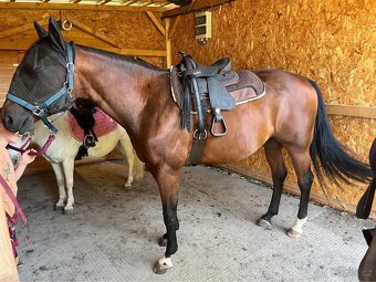 Barefoot Arizona Barry bezkostrové sedlo na pony - 4