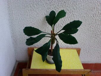 Pokojové květiny - 4