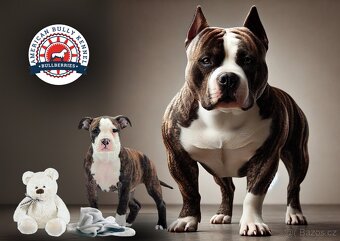 American BuLLY pocket štěňátka - 4