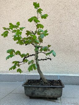 Bonsai, Bonsaj, jamadori, javor babyka - 4