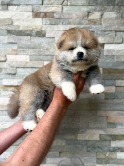 Akita Inu s průkazem původu FCI & AKIHO - 4