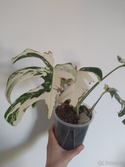 Monstera Albo Variegata - 4
