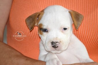 Americký stafordšírský teriér, fenka po rodičích z USA - 4