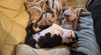 Stafordšírský Bulteriér - 4