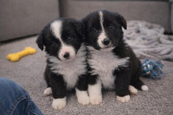 Nabízím krásná štěňata border kolie - 4