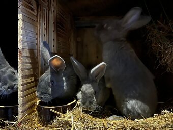 Moravský modrý - 4