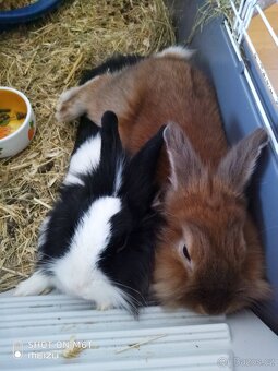 🐰🐰 Daruji pár zakrslých králíků – Leo a Lilu + klec a přís - 4
