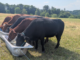 Prodám jalovici 75% Aberdeen Angus - 4