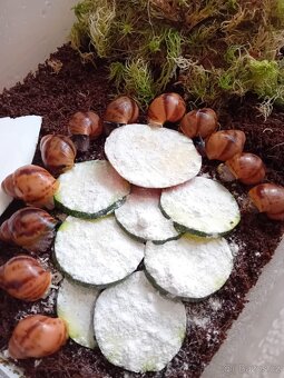 Africký  šnek Archachatina Marginální  suturalis - 4