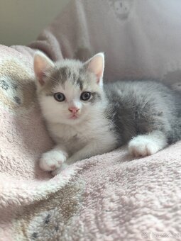 Britská koťátka modrá bicolor - 4