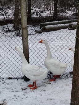 Husa česká královská - 4