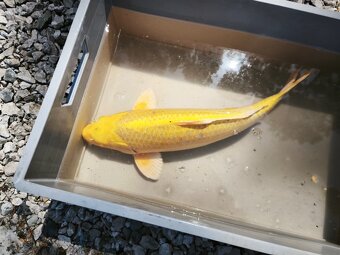 KOI kapr cca 50cm - 4