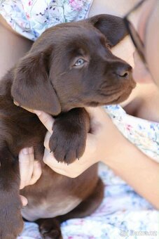 Hnědý labrador štěňátko - 4