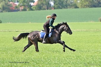 Prodám A1/1 - 4