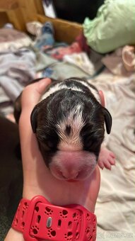 🐾 Americký stafordširský teriér – štěňátka s PP k rezervaci - 4