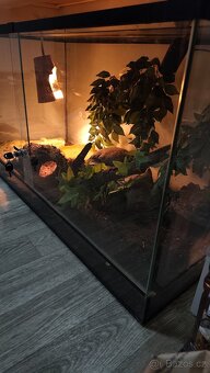 Krajta královská - 4