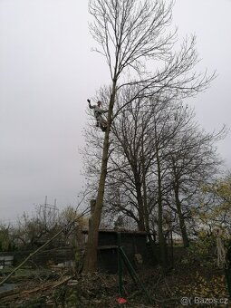 Kácím stromy a řežu dřevo - 4