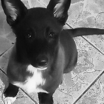 Keisy hledá nový domov - 4
