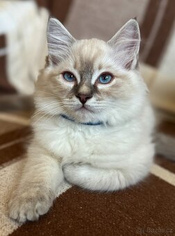 Luxusní Ragdoll koťátko bez PP - 4