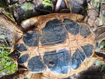 Dva páry Testudo Hermanni Hermanni - 4