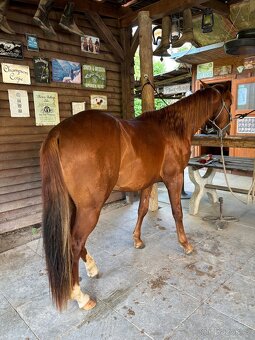 Dvouletý valach QH cutting - 4