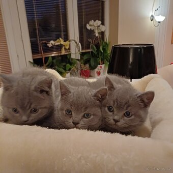 5 britských modrých koťátek - 4